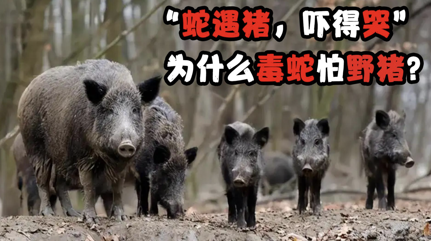 从野猪侵入事件频发，看“野猪保险”如何继续探路