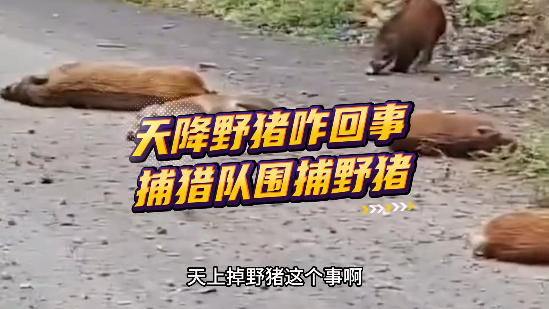 从野猪侵入事件频发，看“野猪保险”如何继续探路