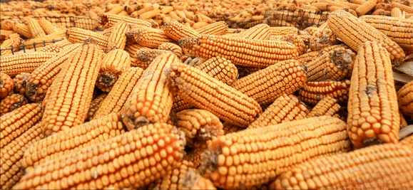 政策增储利多继续提振市场情绪 玉米价格小幅上涨