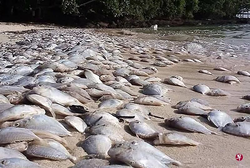 《联合早报》：新加坡投资约10亿新元在裕廊岛建氢气发电厂