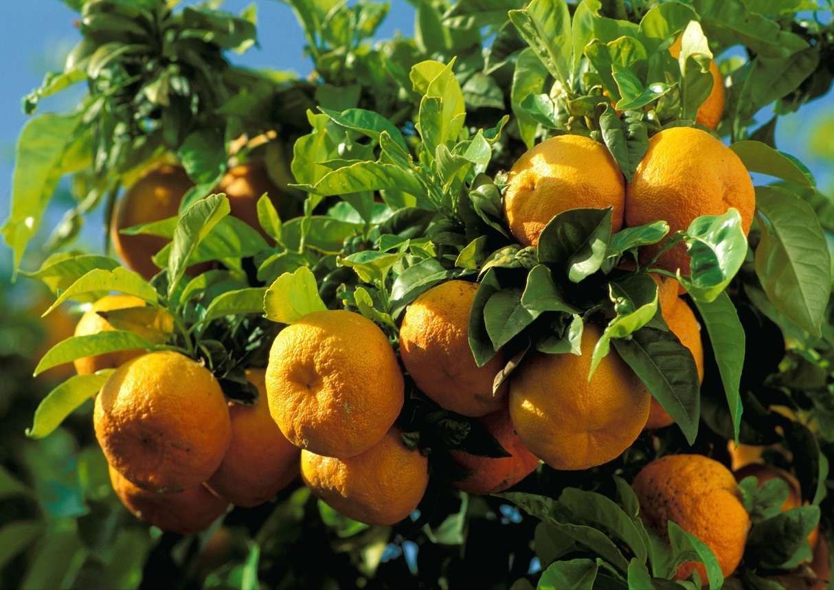 摩洛哥柑橘生产和出口大幅增长