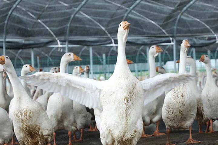 立方风控鸟·早报（1月21日）