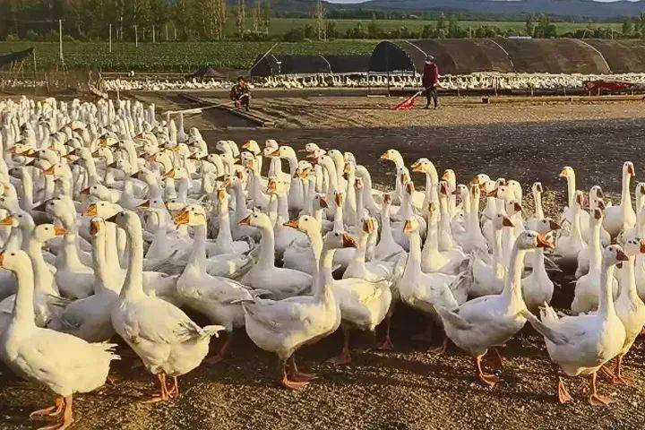 立方风控鸟·早报（2月8日）