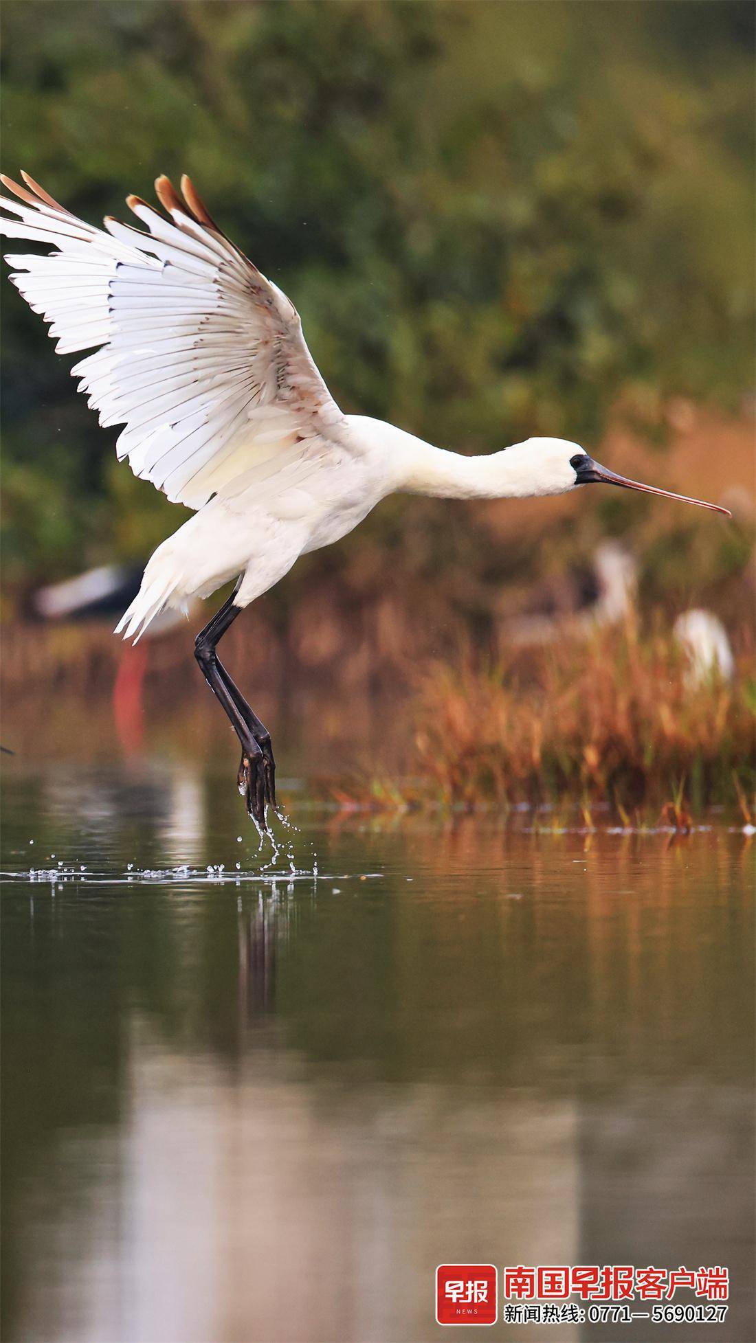 立方风控鸟·早报（2月10日）