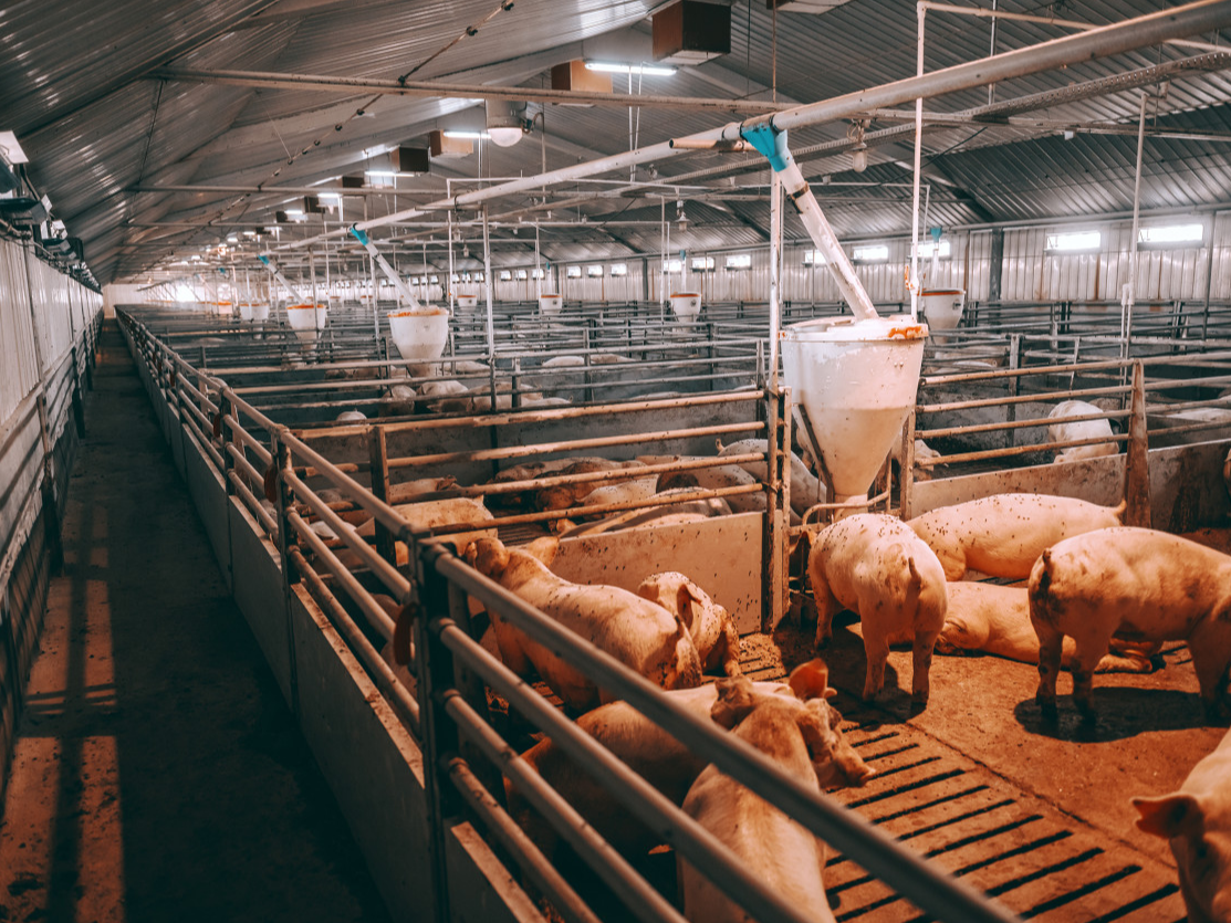 中水渔业连收5个涨停板