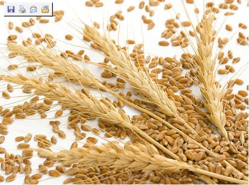 阿尔及利亚两个月内采购超过 160 万吨制粉小麦