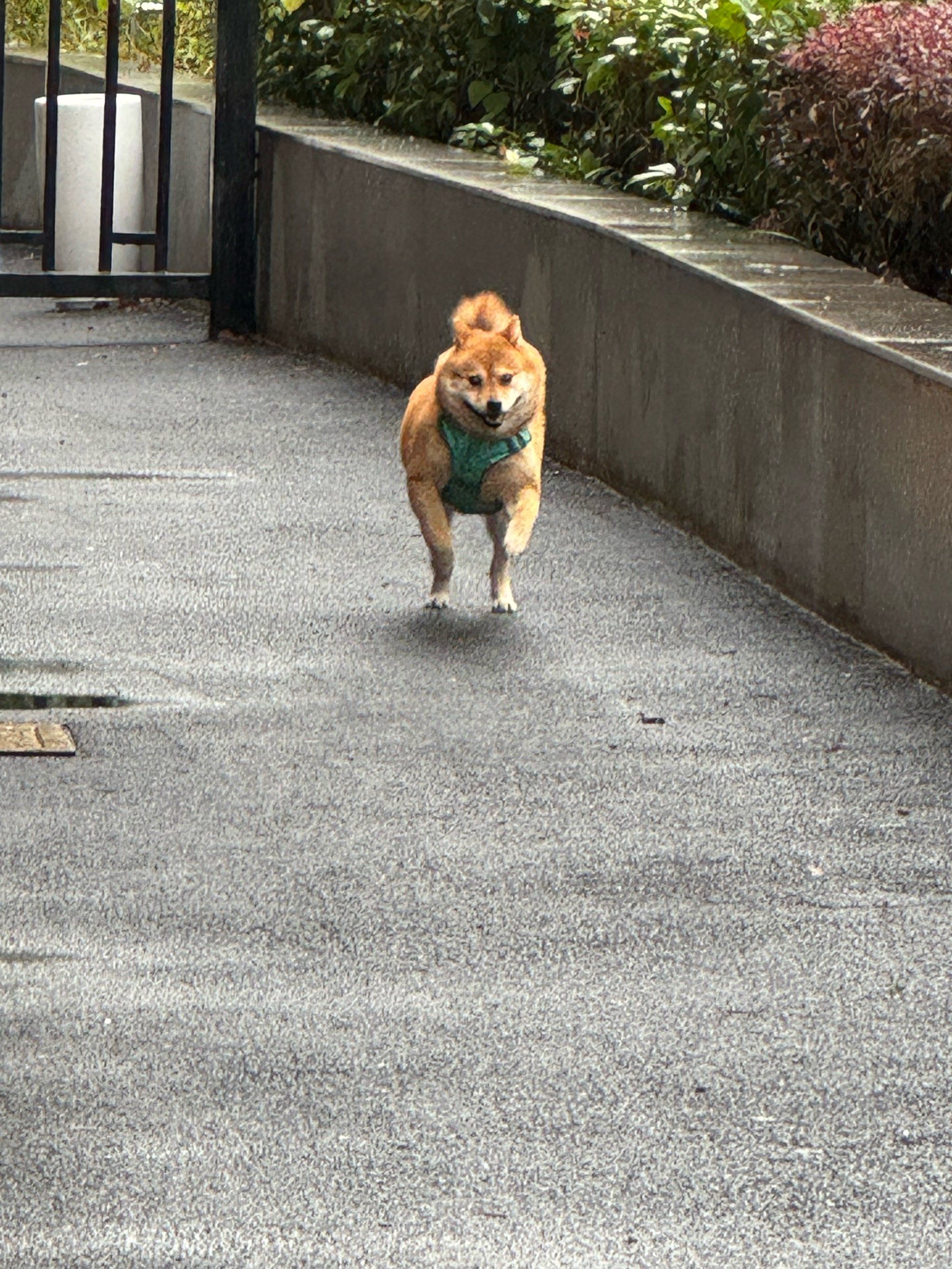 冲刺“宠物医院第一股”！瑞派宠物三年累亏超3亿，扩张急刹车、17.9亿商誉高悬