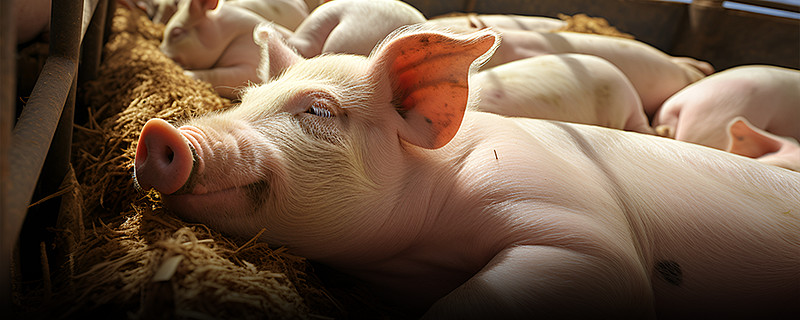 定增额缩水逾15亿的巨星农牧：猪价下跌重创业绩，去年前三季度盈利暴降近七成