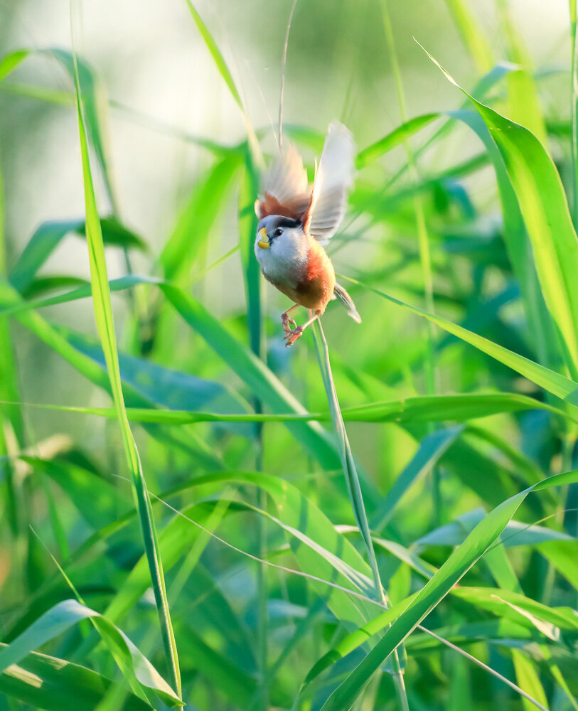 立方风控鸟·晚报（1月28日）
