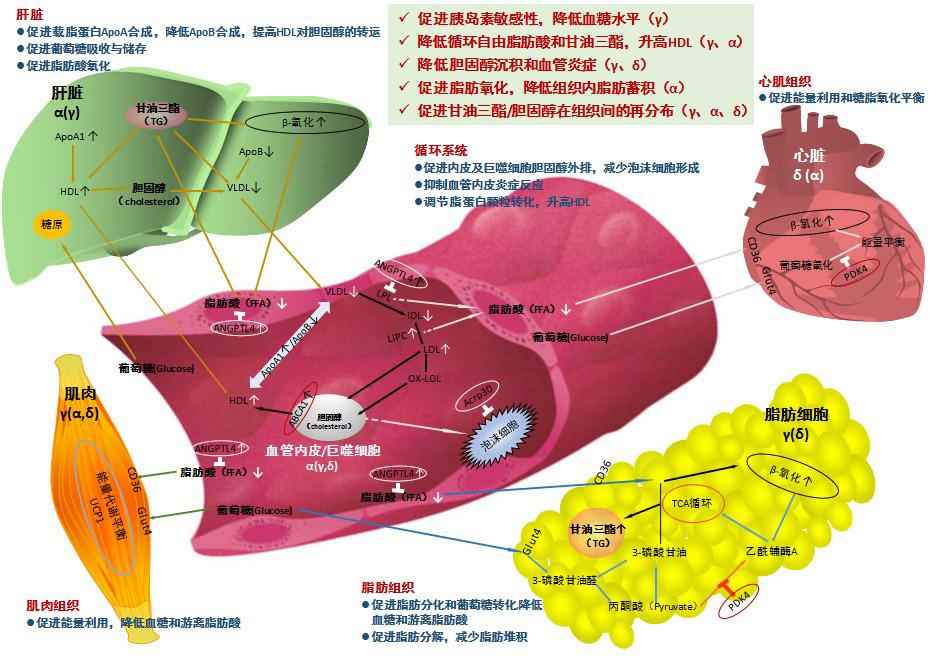 红日药业：注射用甲磺酸萘莫司他药物临床试验获批
