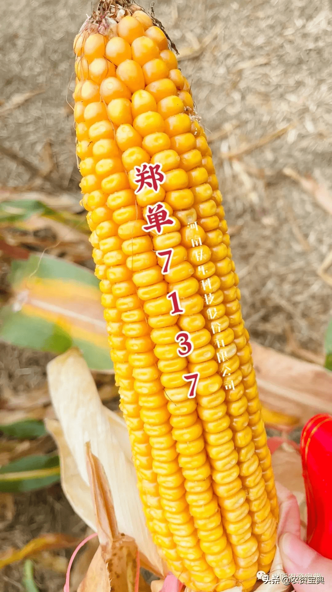 种业概念逆势走高 秋乐种业、康农种业涨超10%