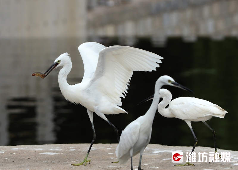 立方风控鸟·晚报（3月11日）