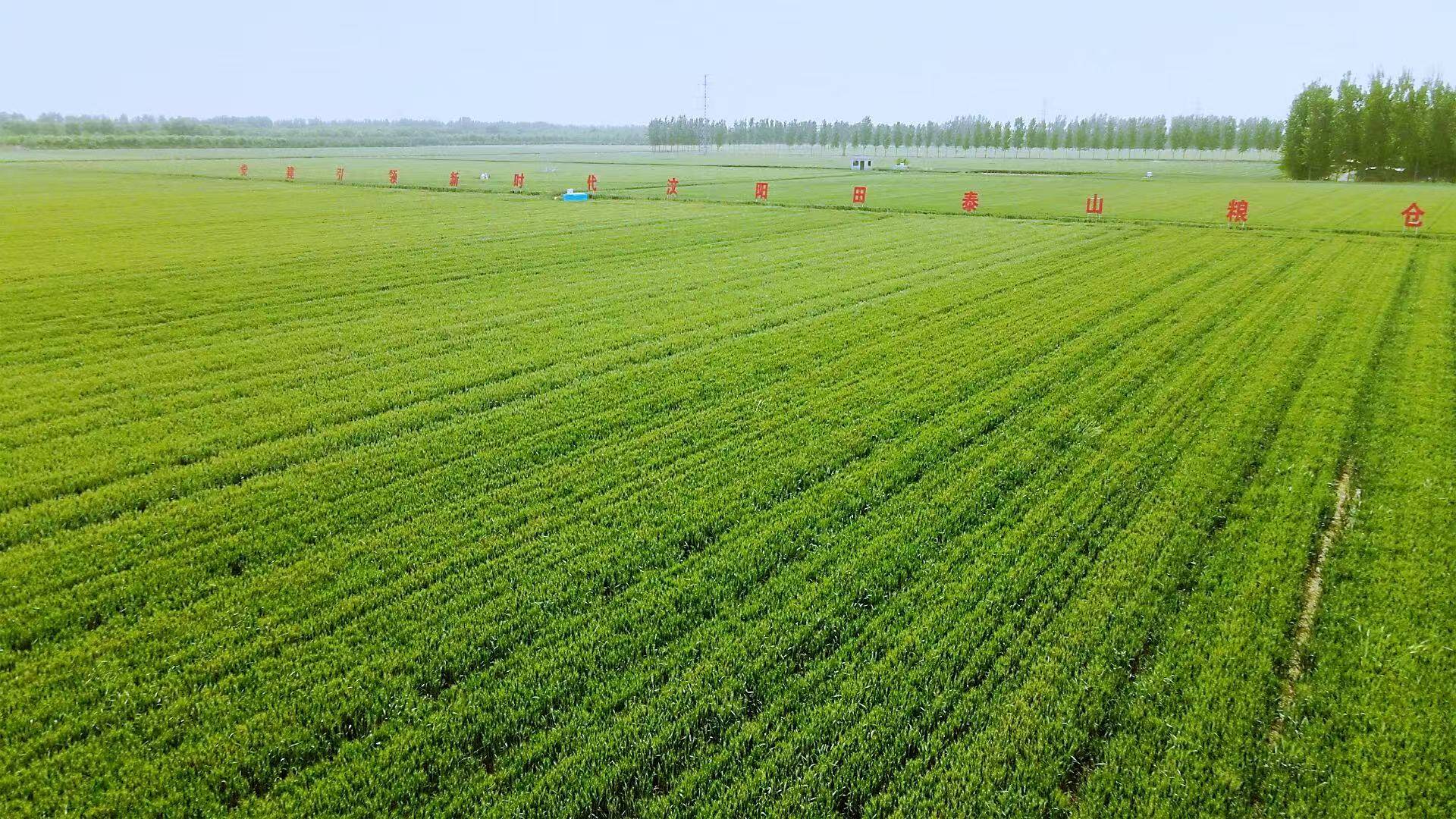 农业农村部：深入推进粮油作物大面积单产提升 推动“菜篮子”产业转型升级