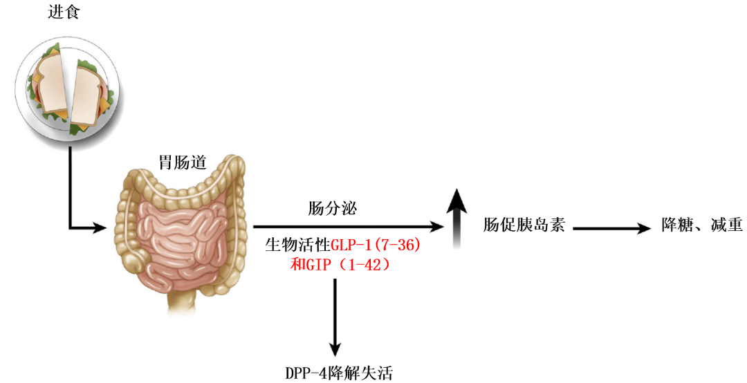 司美格鲁肽专利到期后市场格局重塑 仿制药企业竞逐产能与商业化