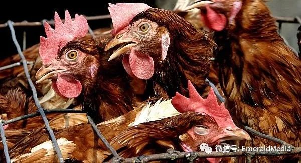 智利在禽流感疫情暴发后恢复向主要市场出口禽类产品