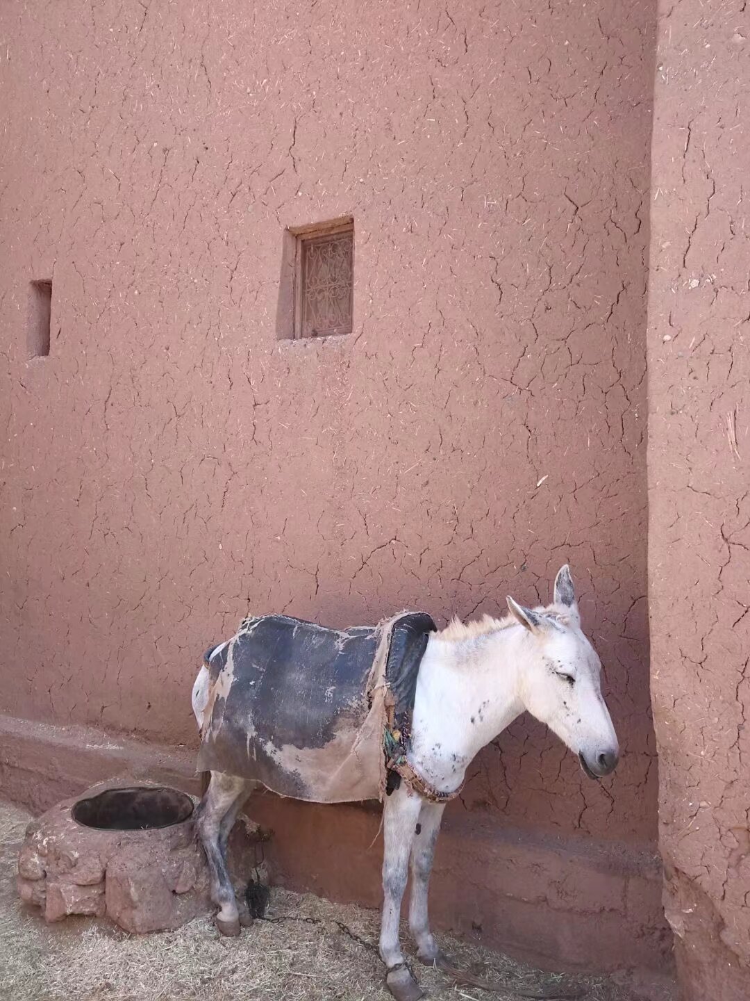 摩洛哥粮食交付面临挑战