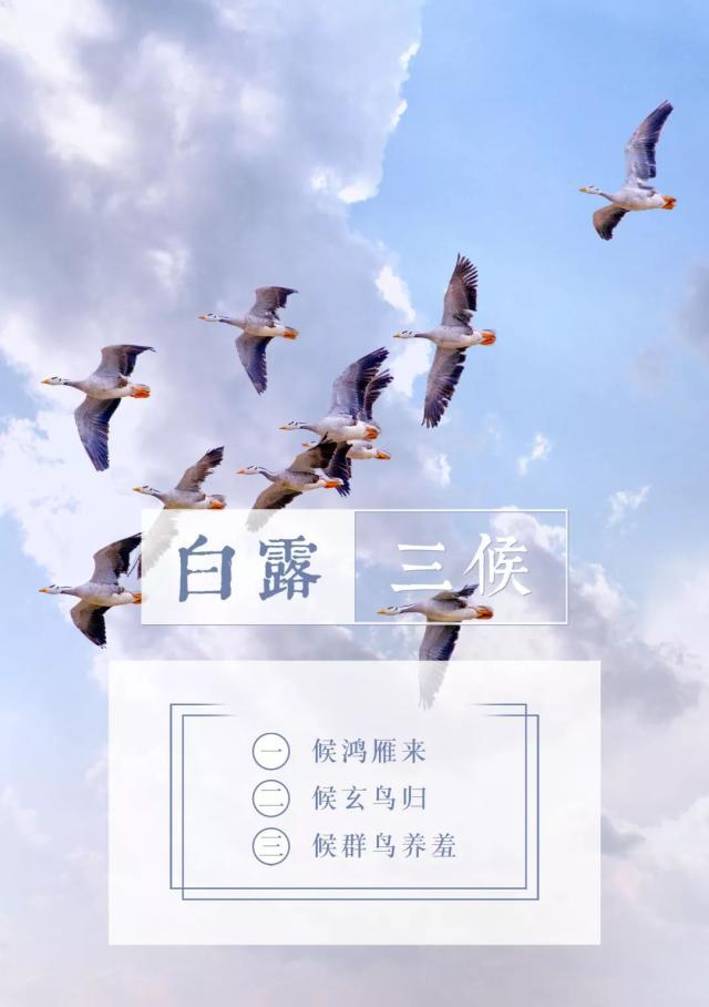 节气物候图鉴：白露至凉意生 全国玉露生凉地图看哪里率先迎秋凉